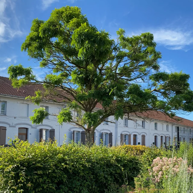 Le Coron des 120 à Valenciennes et Anzin