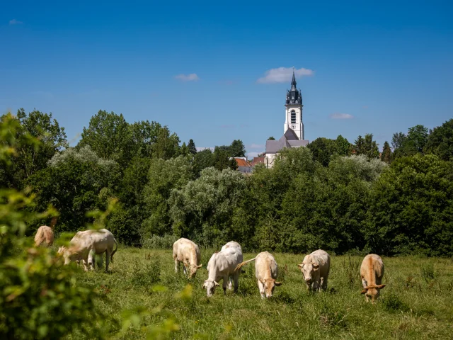 vache broutant dans un pré avec l'église en fond