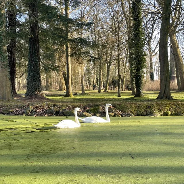Duo de Cygnes Parc Joliot Curie à Fresnes sur Escaut